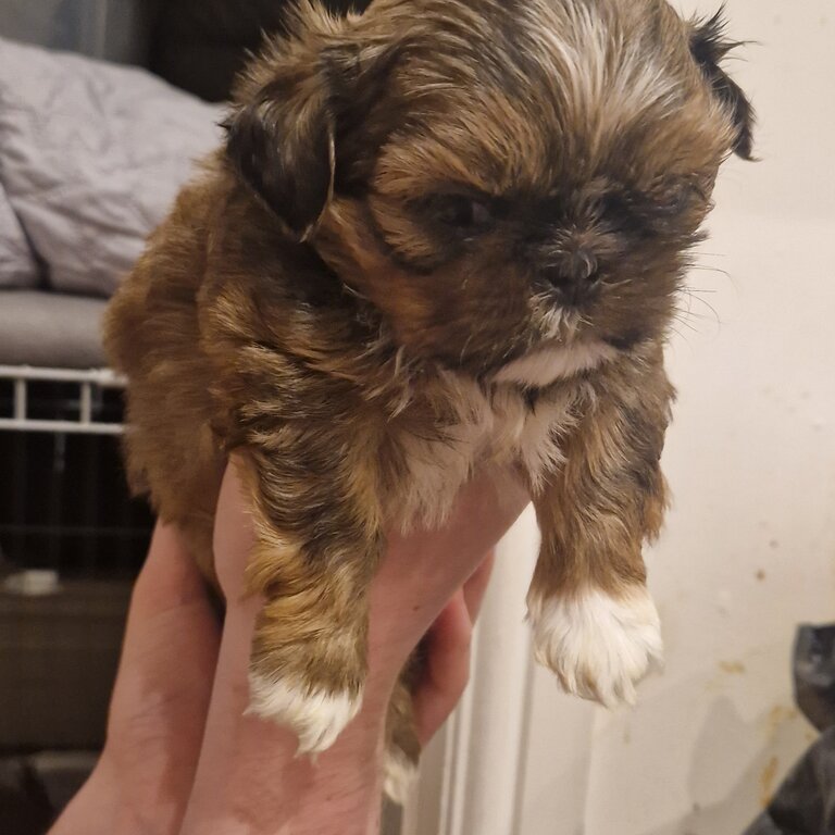 miniature imperial shih-tzu puppies 