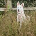 Female Siberian husky -1