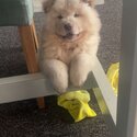 Gorgeous Chow Chow pup for sale -5