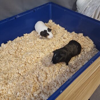 2 guinea pigs needing a home