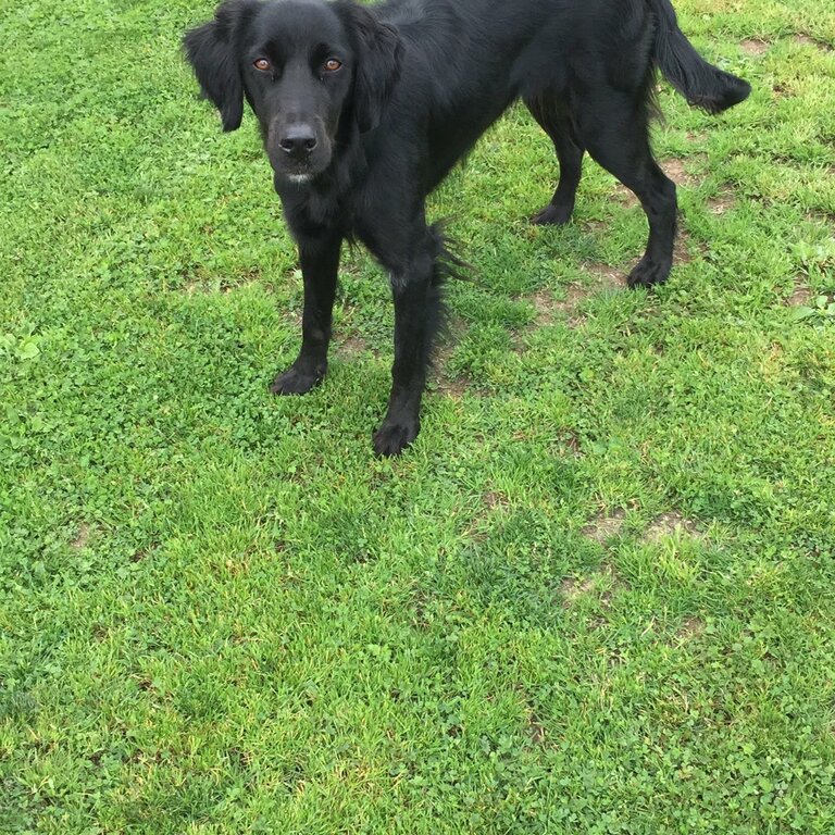 2 Gordon Setter dogs to rehome