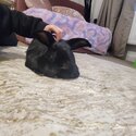 Bunnies for adoption -1