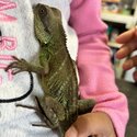 Male Chinese Water Dragon At The Pet Lodge Se9 -1