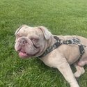 1 year old French  bulldog cross -4