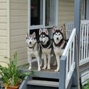 Three beautiful husky girls-0