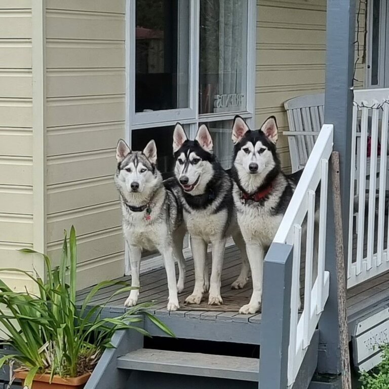 Three beautiful husky girls