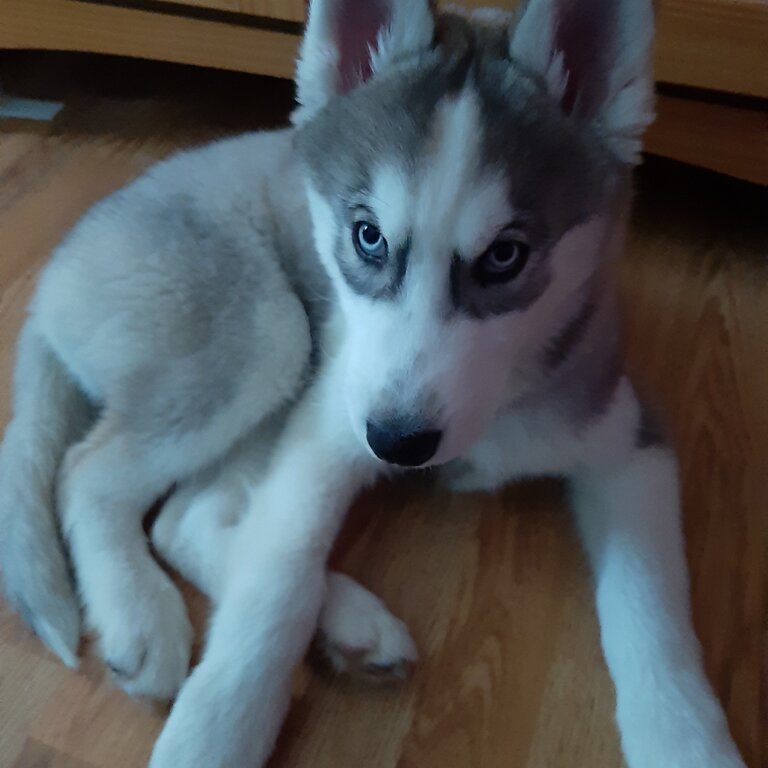 Siberian husky