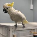 African grey and Cockatoo Parrots male and female -3