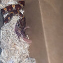 Cornsnake and terrarium -1