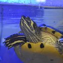 Yellow bellied slider turtle &amp; freshwater terrapin -0