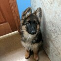 German shepard puppies for sale -2