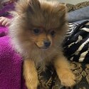 Pomeranian Puppy Male 16 Weeks Old For Sale-3