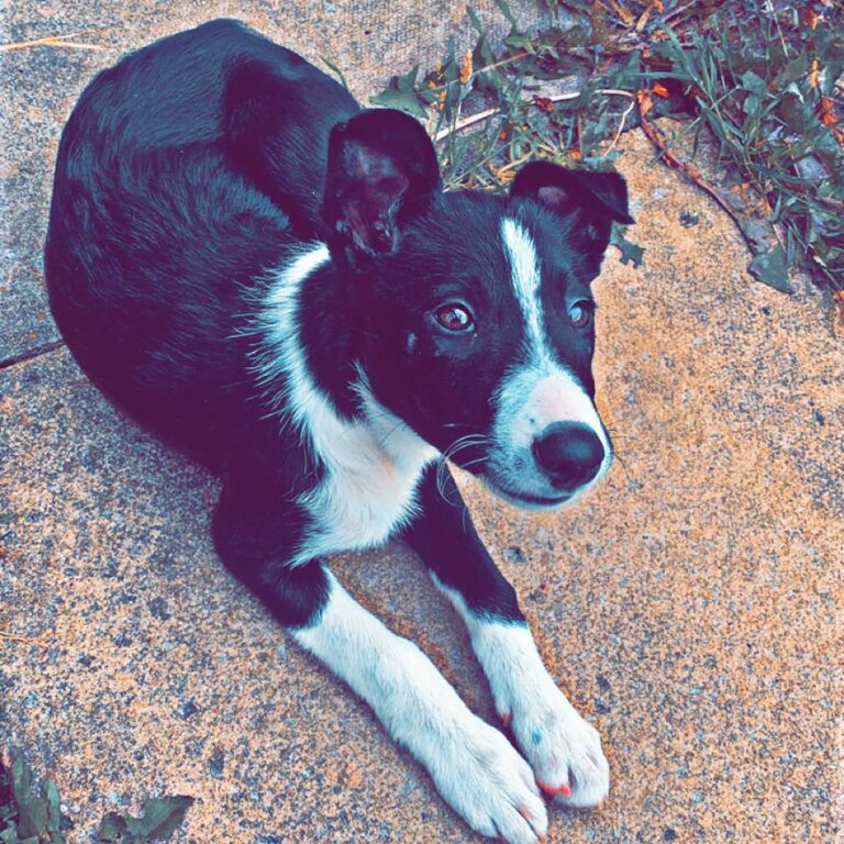 Female border collie