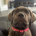 13 week Rottweiler/Cane Corso -4