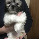 Malshi x Shih Tzu