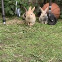 Free rabbits-4