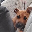 5 month old staffy x german shepherd pup-0