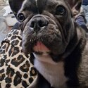 French Bulldog x Pug females looking for a new home-1