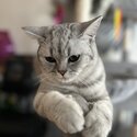 Male silver tabby British shorthair kittens-5