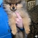 Pomeranian Puppy Male 16 Weeks Old For Sale-2