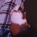 two male guinea pigs for adoption-1