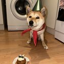 Young Shiba Inu-3