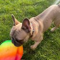 Buddy the French bulldog-1