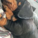 Miniature dachshund for sale -0