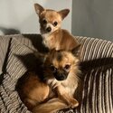 Two beautiful chihuahua brothers-1