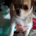 Beautiful shihchi male puppies-0