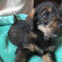 Wire haired dachshund x-0