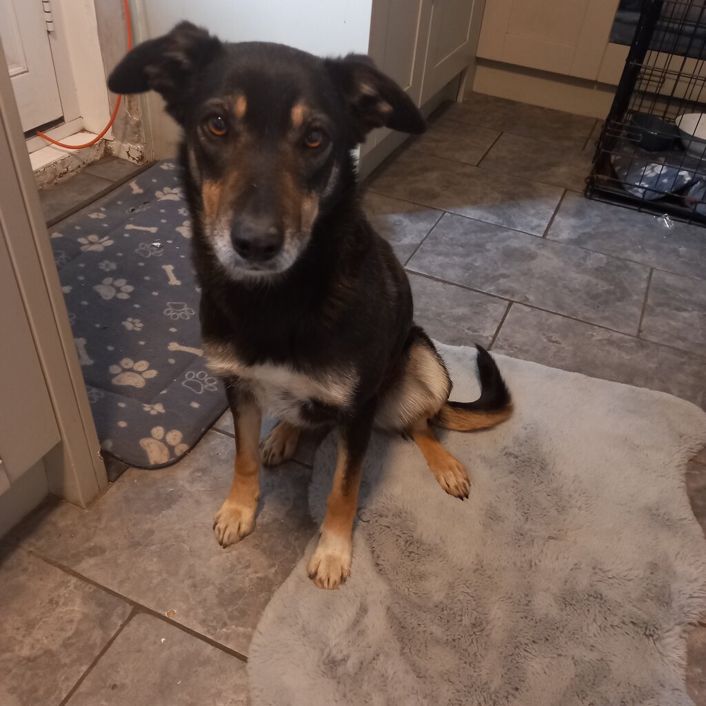 Female tri colour, short hair border collie.