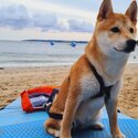 Young Shiba Inu-2