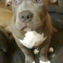 XL bully puppy-2