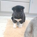 Beautiful American Akita Pups-4