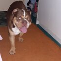 English bulldog -5