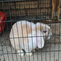 Rabbits for sale -2