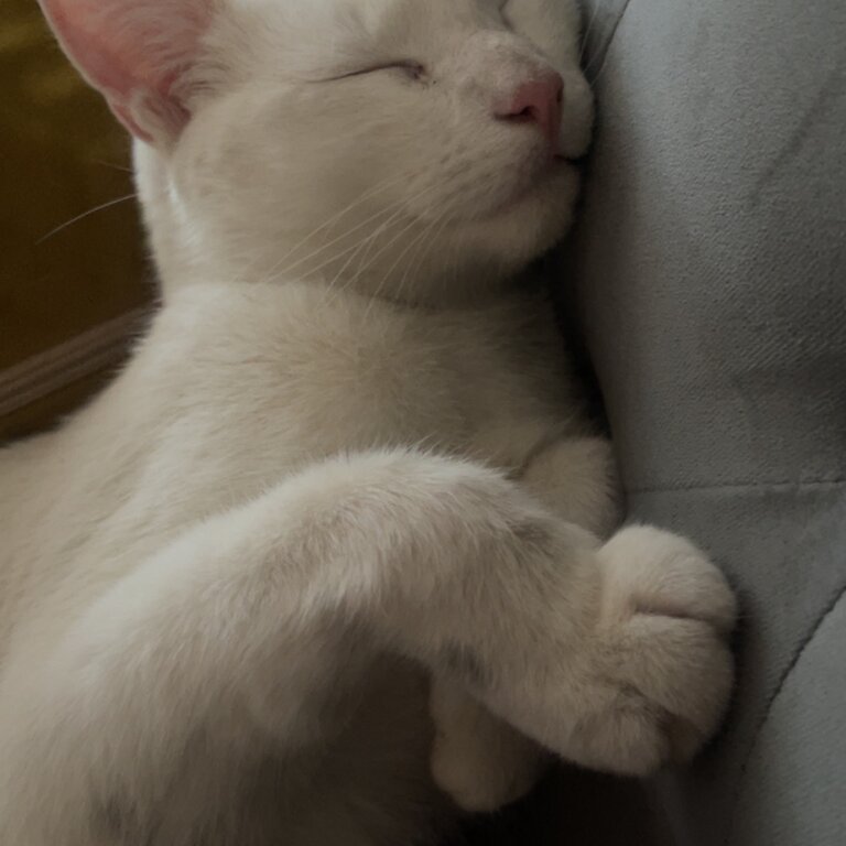 1 white shorthair and 1 tuxedo 