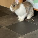 2 year old male Dutch rabbit -3