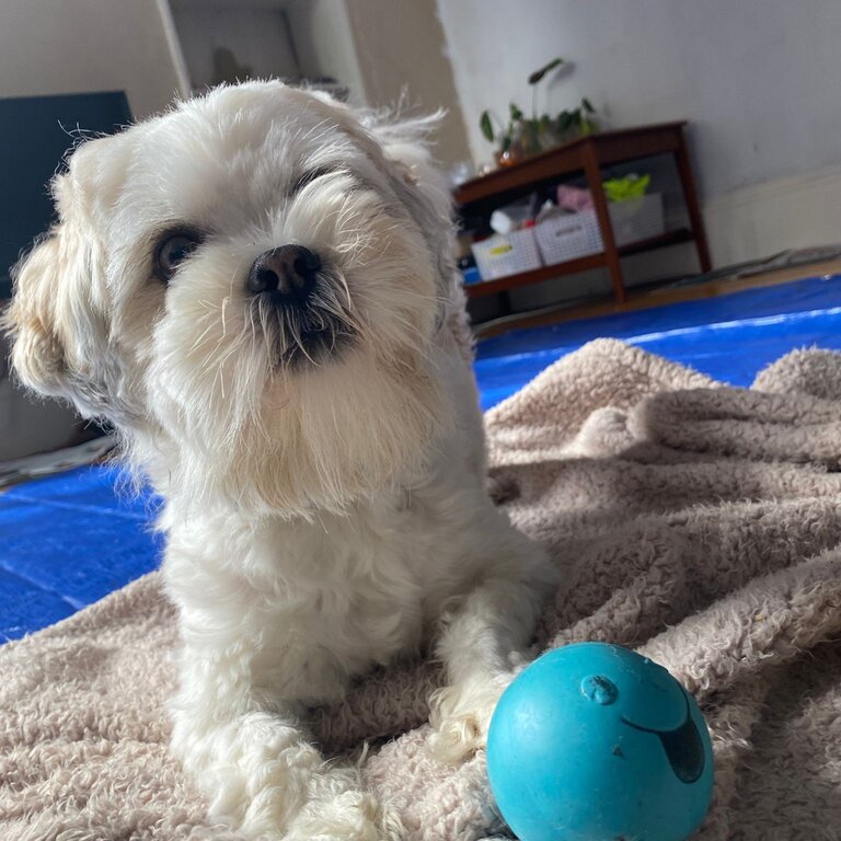 2 yr Male Lhasa Aapso