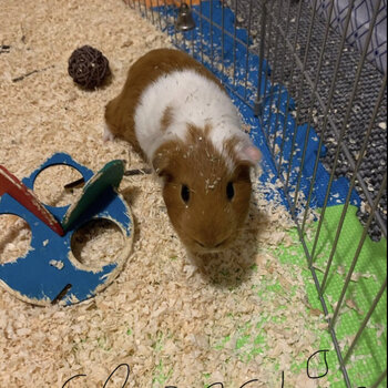 2 Male Guinea pigs 