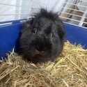 Black LionHead Gorgeous Lad , comes with the shelter-2