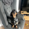 Black and brown Male Dachshund-1