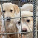 Golden Labrador v golden retriever-1