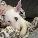 Gorgeous English bull terrier pup-4