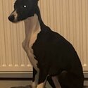 7 month old whippet -0