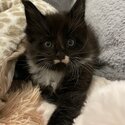 Pedigree Mainecoon kittens for sale-3