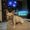 Platinum Frenchbulldog-5