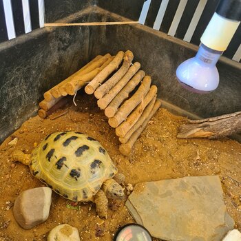 Horseflies Tortoise and Enclosure 