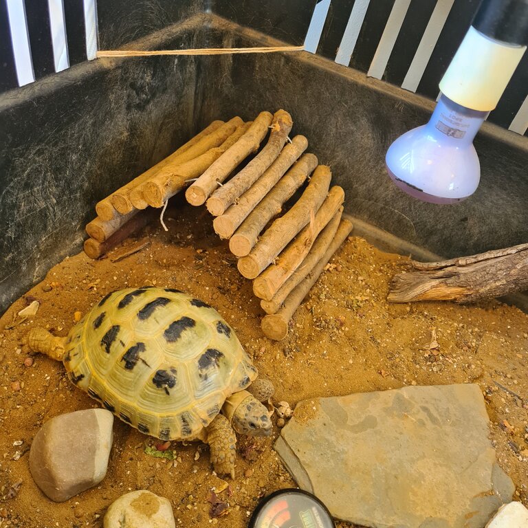 Horseflies Tortoise and Enclosure 